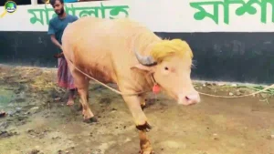 কোরবানি হচ্ছে না ভাইরাল মহিষ ‘ডোনাল্ড ট্রাম্প’